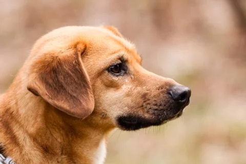 Mutt rhodesian ridgeback Stock Photos