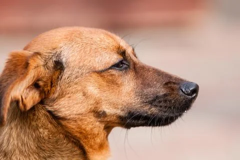 Mutt rhodesian ridgeback Stock Photos
