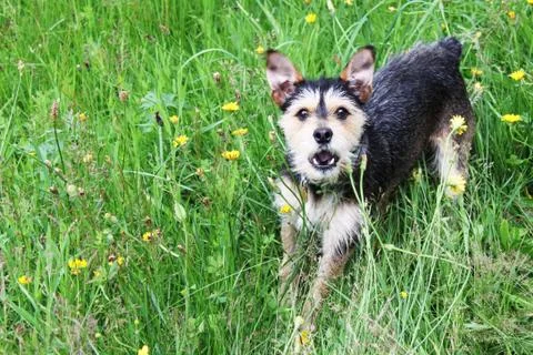 Mutt terrier Stock Photos