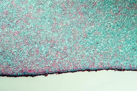 Mutterkernpilz Stock Photos