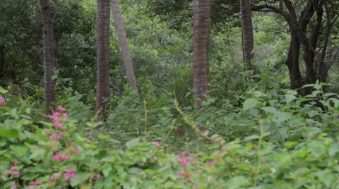 Muttom Forest India Stock Footage 49833674