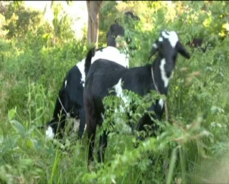 Mutton Video stock 560344