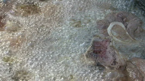 Mutton fry grease M HD Stock Footage 149213
