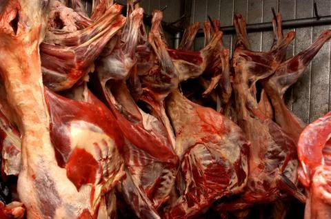Mutton hanging in cold storage Stock Photos