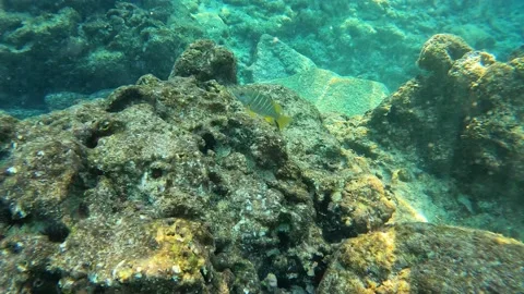 A Mutton Snapper fish swimming near the rock and coral reef Stock Footage 237141772