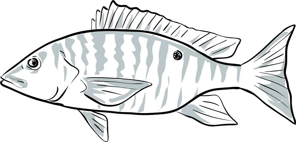 Mutton Snapper or Lutjanus Analis Fish of the Gulf of Mexico Drawing Isolated Stock Illustration