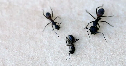 Mutual Aid Between Ants Stock Footage 213227866