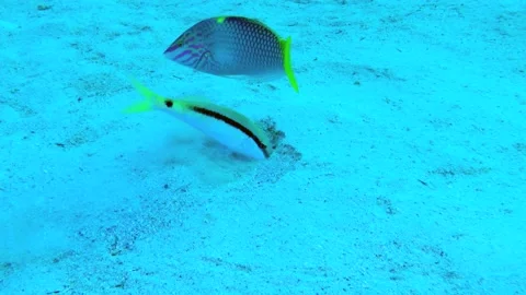 Mutual help under water: Red Sea goatfish and Checkerboard wrasse. Stock Footage 221758509