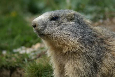 Muzzle of an alert groundhog looking around in the mountains Stock Photos