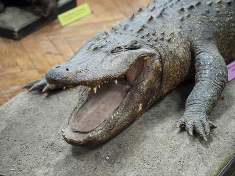 The muzzle of an allgator crocodile, close-up. Stock Photos