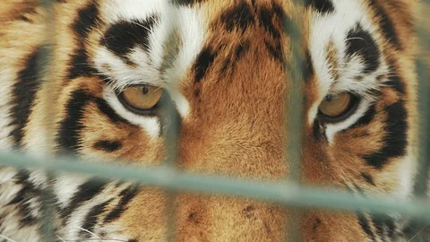 Muzzle of amur tiger close up behind bars (panthera tigris altaica) Stock Footage 102547962