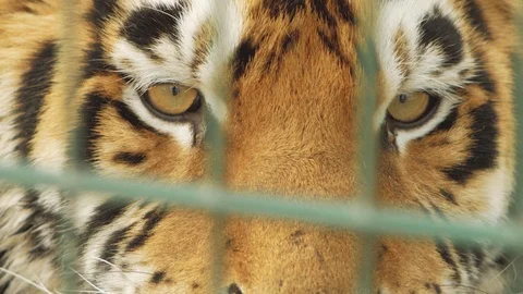 The muzzle of the amur tiger close-up behind the lattice Stock Footage 103299967