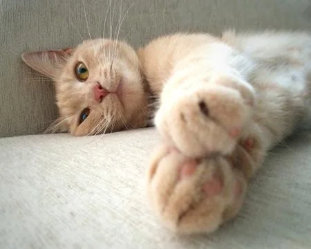 Muzzle and front paws of a cute peach cat lying on its side on a gray sofa Stock Photos