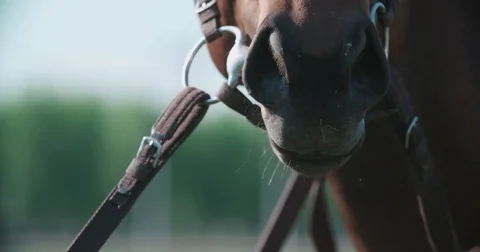 The muzzle and nostrils of the thoroughbred racing stallion horse close-up in Vidéo 70779198