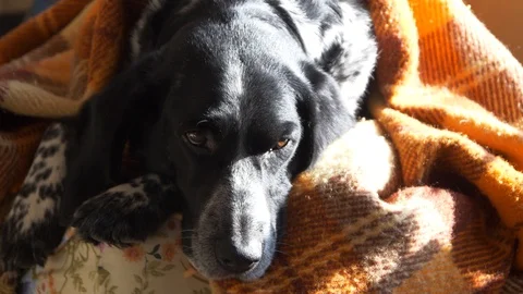 The muzzle and paws of a dog stick out from under a rug in the sunlight Stock Footage 87300797