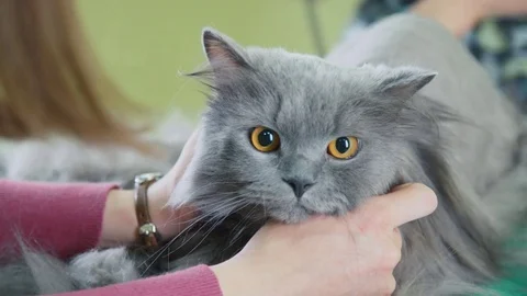 The muzzle is angry dissatisfied gray cat on a haircut. Grooming cat Stock-Footage 70435141