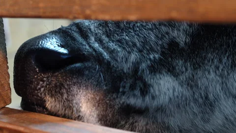 Muzzle of the animal with black nose and lips, grey hairs around. Neb of the Stock Footage 328722979