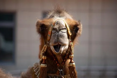 The muzzle of a Bactrian camel with a harness on Stock Photos