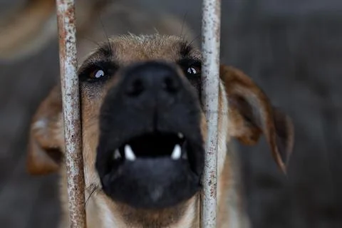 The muzzle of a barking dog barking through the bars of a dog Stock Photos