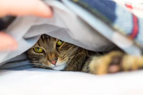 Muzzle of basking cat peeps out from under cozy blanket 스톡 사진
