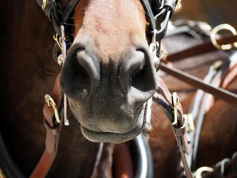 Muzzle of a bay horse. Close-up Stock-Fotos