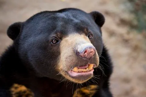 Muzzle bear from Borneo Stock Photos