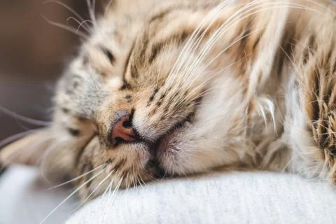 Muzzle of a beautiful fluffy striped cat with beige wool Stock Photos