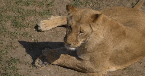 Muzzle of the beautiful lioness lying on the ground Head of the cat Stock Footage 100143092