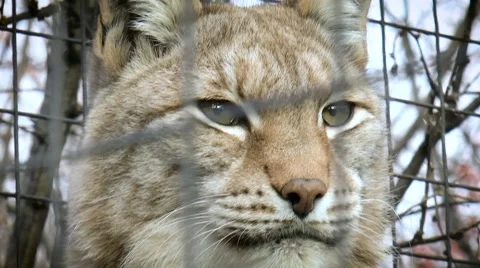 Muzzle beautiful lynx staring into the distance. Mammals Stock Footage 68312717