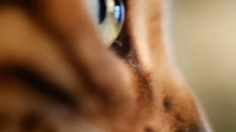Muzzle Of A Bengal Cat Video stock 75238517