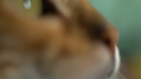 Muzzle Of A Bengal Cat Video stock 75436281