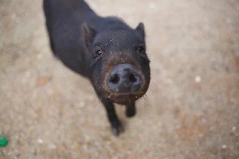 Muzzle of a black boar. selective focus, blur Stock Photos