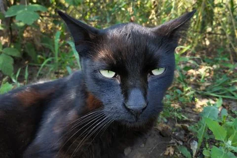 Muzzle of a black cat close-up on a background of a vegetable garden with gre Stock Photos