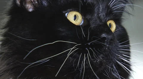 Muzzle of a black cat Stock Footage 30588316