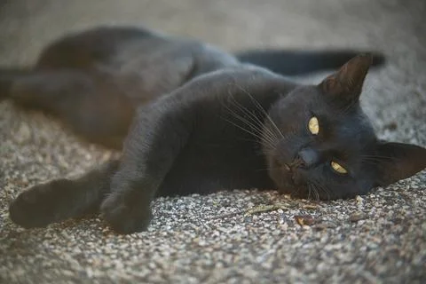  The muzzle of a black cat lying down on the ground looks ahead The muzzle... Stock Photos