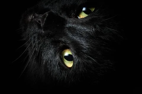 Muzzle of a black cat lying on its side with yellow eyes, close-up, floating Stock Photos