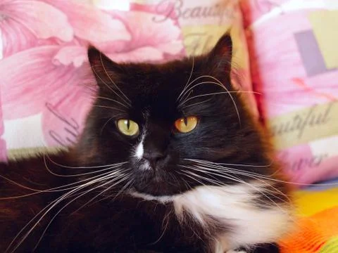 Muzzle of black cat Stock Photos