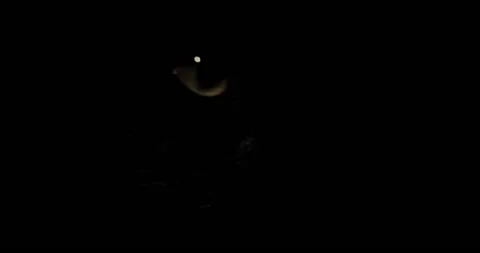 The muzzle of a black cat with yellow eyes close-up smoothly appears out of the Stock Footage 240019847