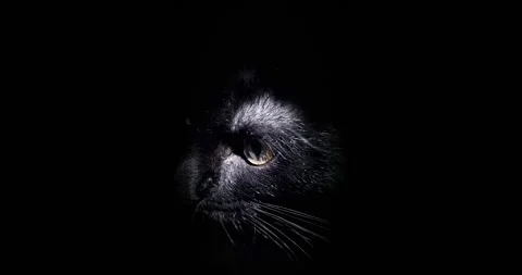 The muzzle of a black cat with yellow eyes close-up smoothly appears out of the Stock Footage 240019849