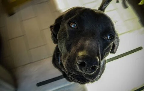  The muzzle of a black dog in the foreground with the gentle and friendly ... Stock Photos
