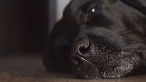 Muzzle of a black dog Labrador retriever on a wooden floor in the house Stock Footage 121312998