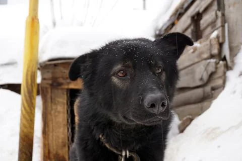 Muzzle of a black dog 写真素材