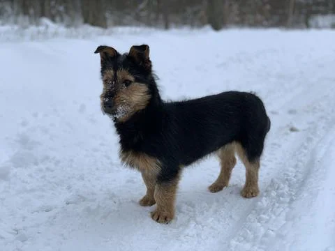 Muzzle of a black dog in the snow. Mongrel on the street in winter. The stree Stock Photos