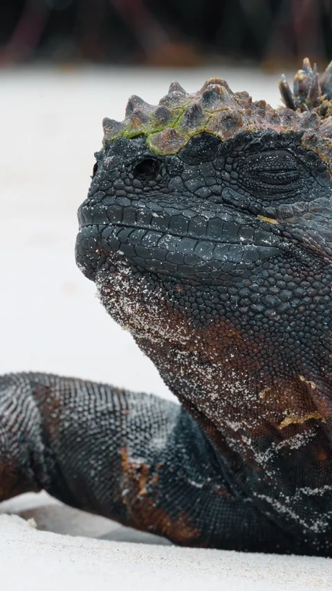 Muzzle of the black Galapagos iguana. Close up portrait of a stunning reptile of Stock Footage 334810494