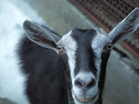 The muzzle of a black-gray hornless goat. Photo in full face closeup Stock Photos