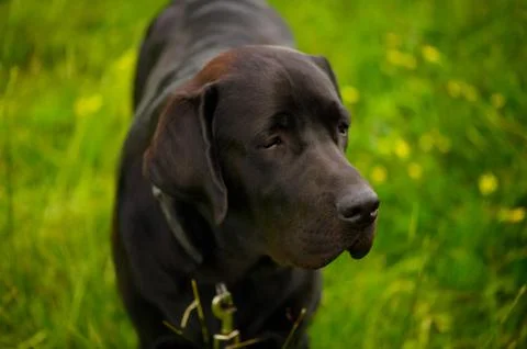 The muzzle of the black Labrador Retriever, the close-up. Stock Photos