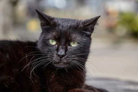 Muzzle of black stray cat resting in city park. Stock Photos