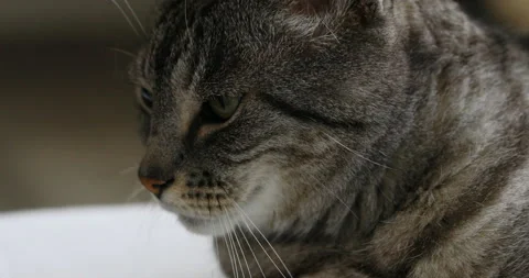 Muzzle of a brindle cat that squints because it is fine Stock Footage 157798288