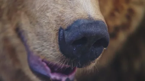 Muzzle of a brown bear close-up. Mouth and wet nose. Great predator Stock-Footage 159605078