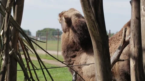 Muzzle of a brown camel with a long neck against a background of nature, close Stock Footage 317088519
